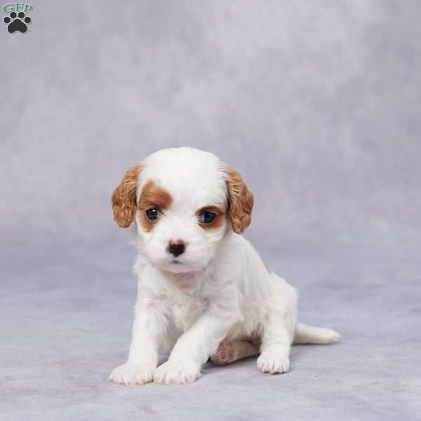 Jill, Cavapoo Puppy